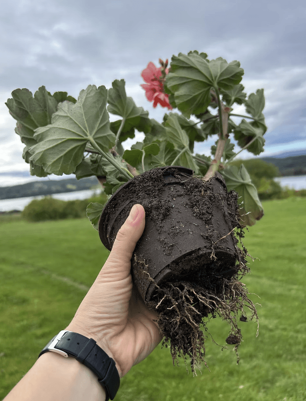 Ullpotte fra Woolero